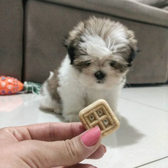 Evy (cachorro Shih Tzu hembra en venta)