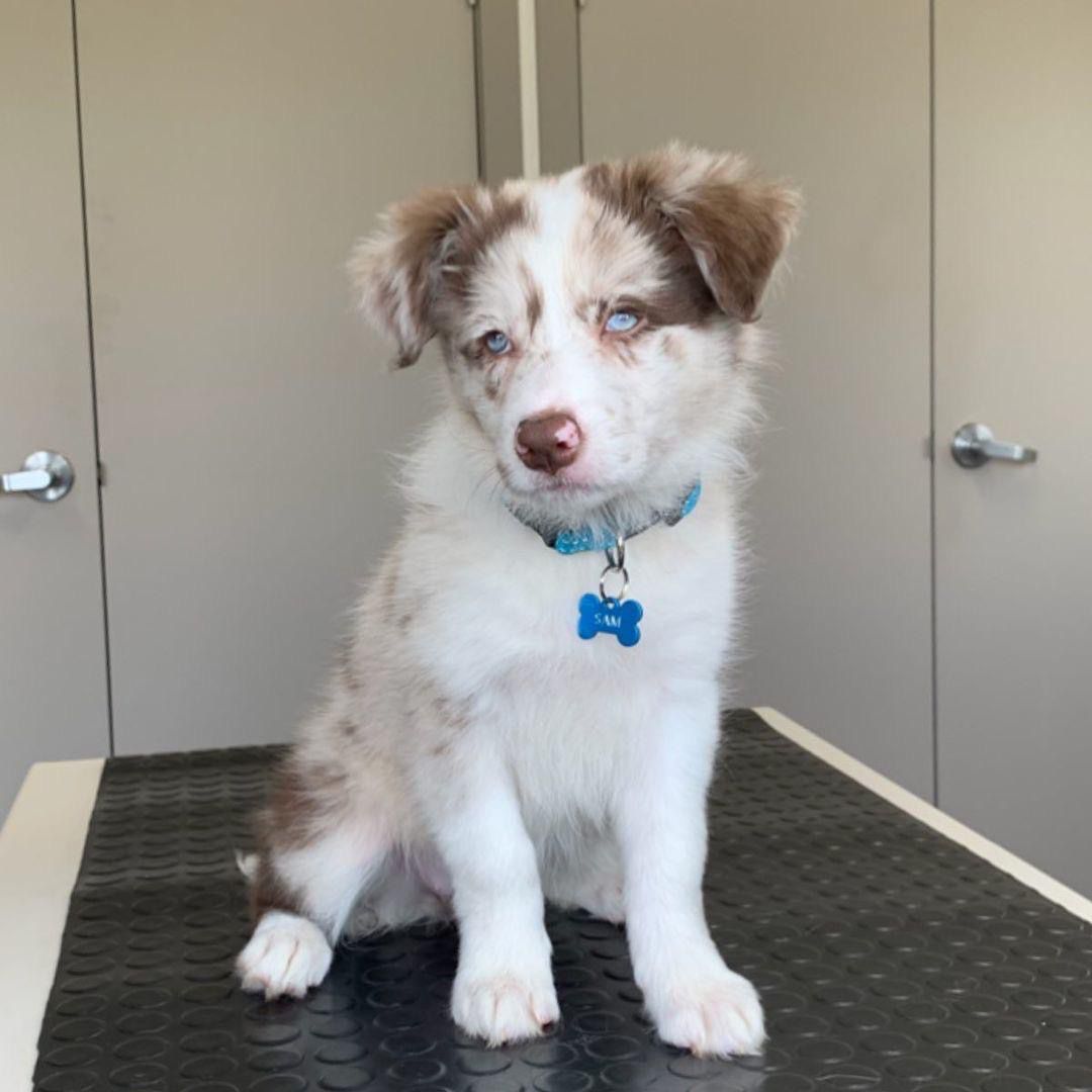 Sam ( cachorro macho Border Collie para venta)
