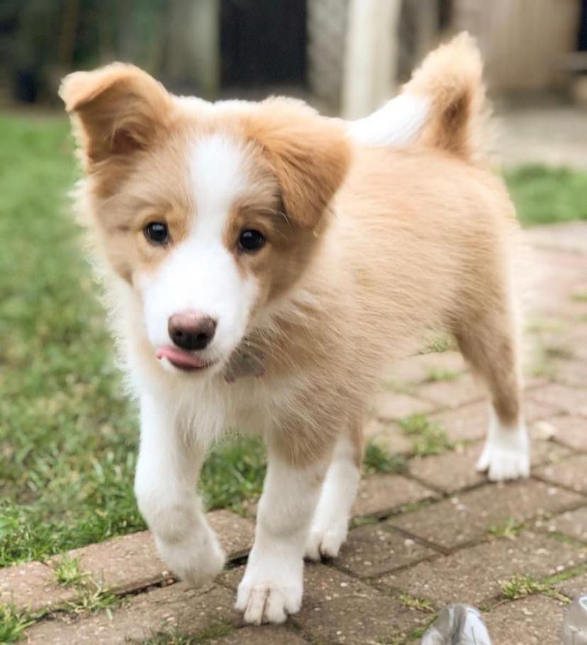 Della (Filhote de cachorro Border Collie fêmea para venta)
