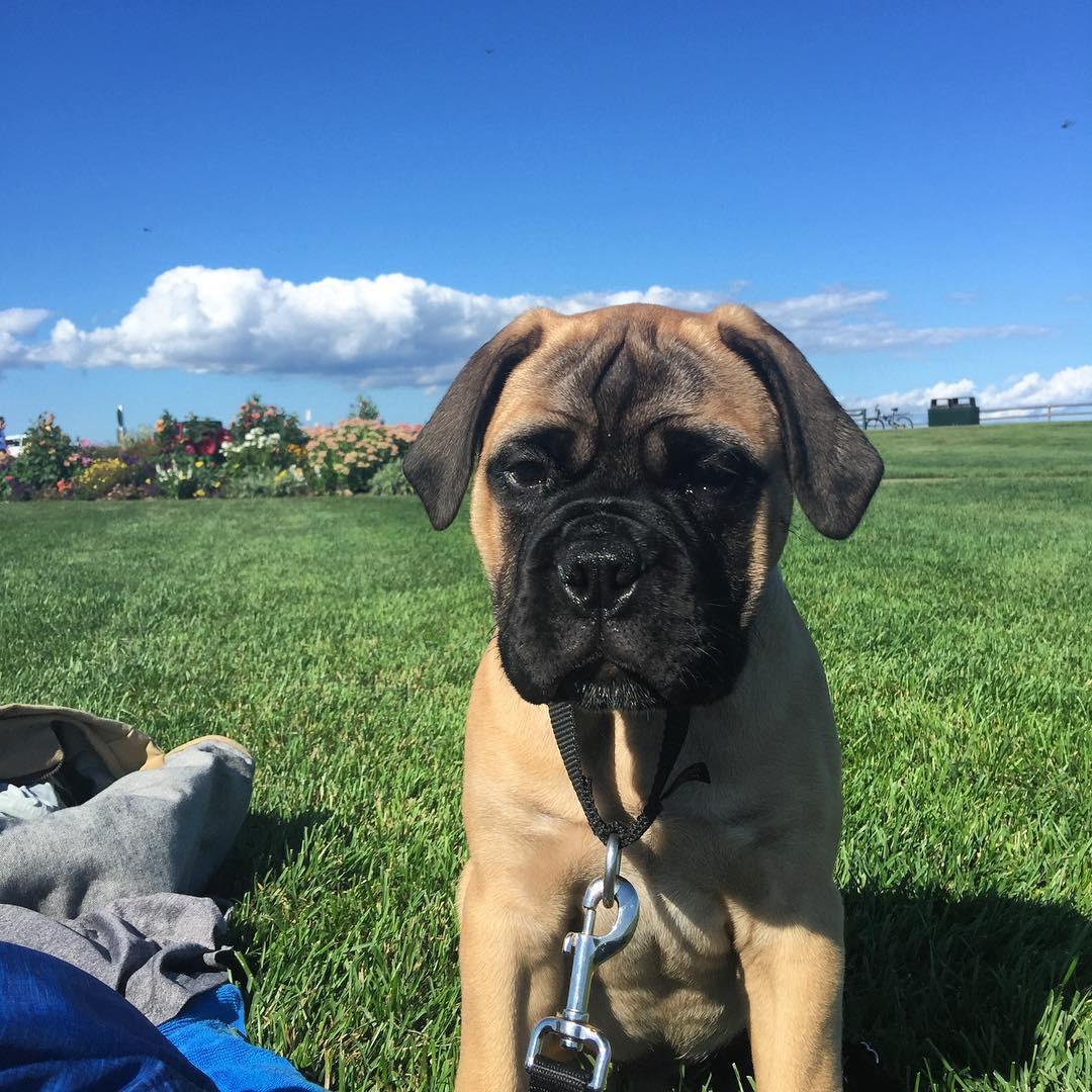 Jasmine (cachorro bullmastiff hembra en venta)