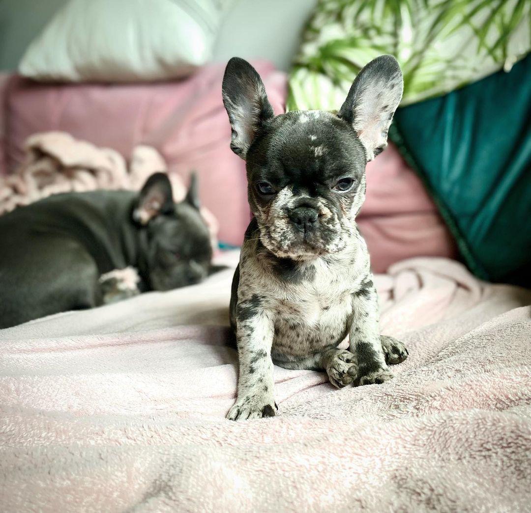 Casper (cachorro de bulldog francés en venta) y