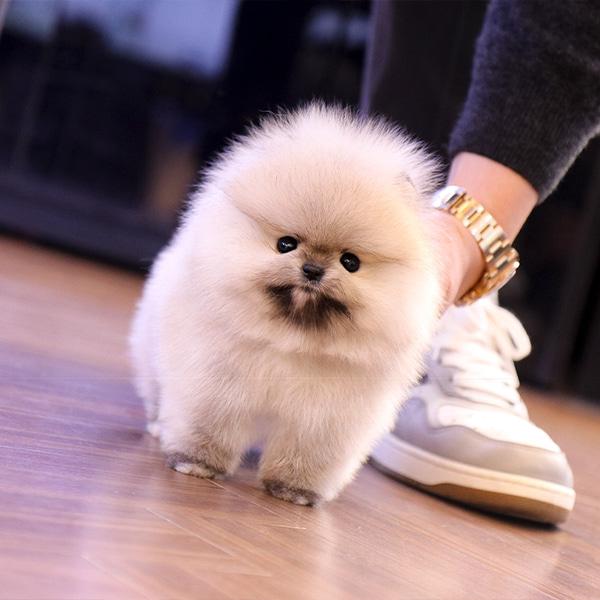 Kerry (cachorro Pomerania hembra en venta)