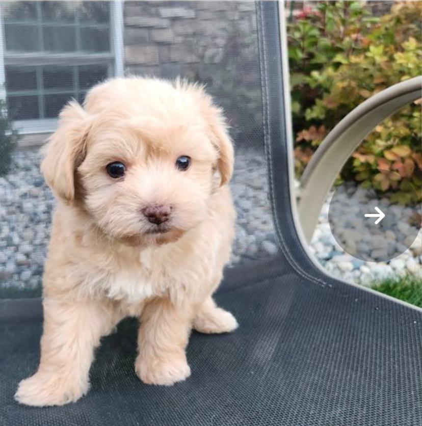 Nelly (cachorro maltipoo hembra en venta)