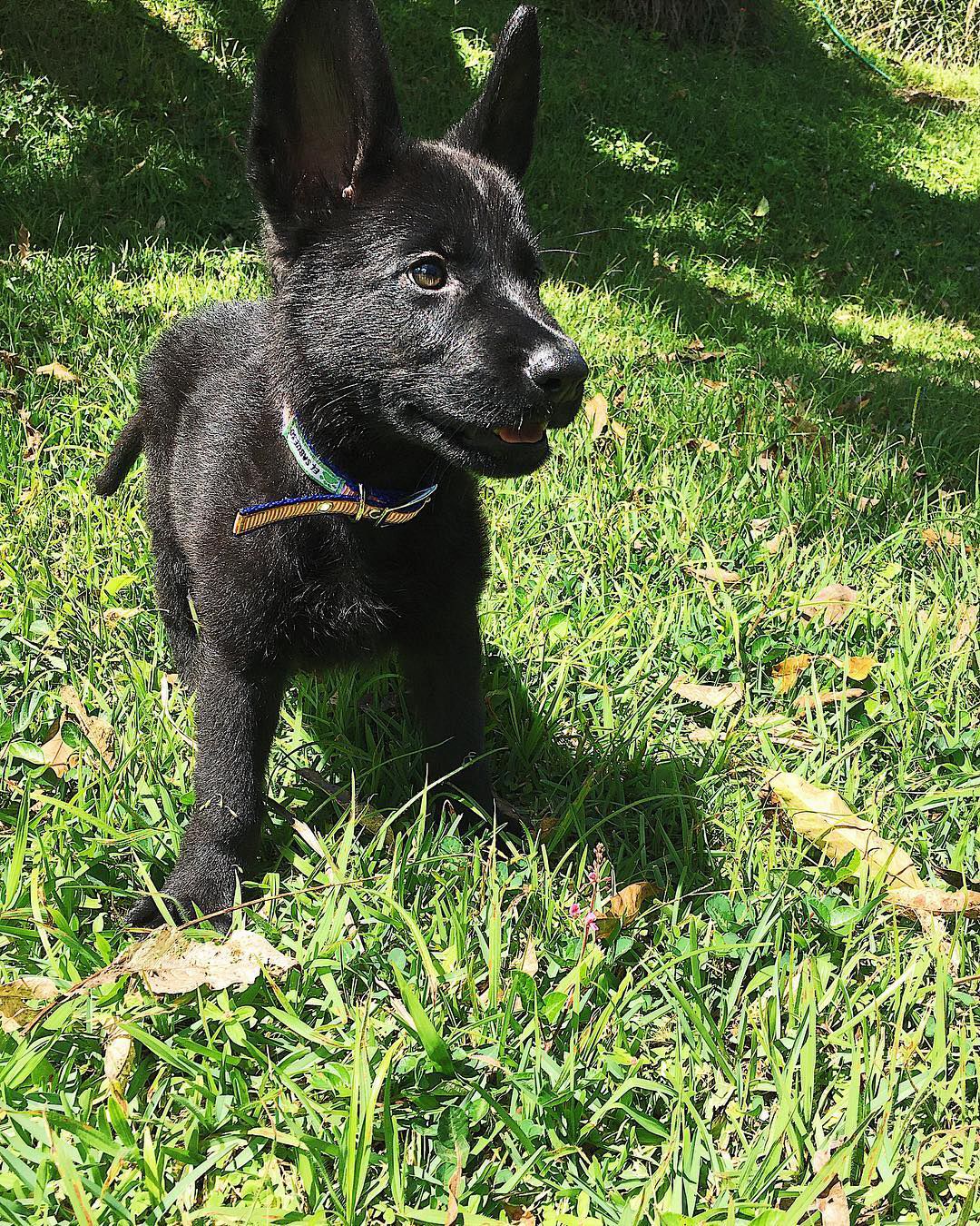 Jonas (cachorro de pastor alemán negro en venta)
