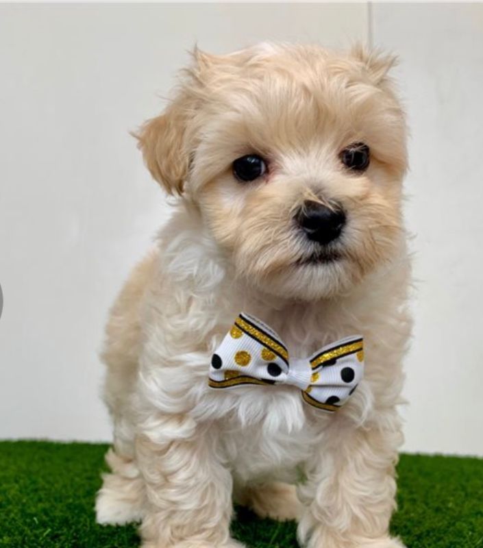 Laura (cachorro maltipoo hembra en venta)