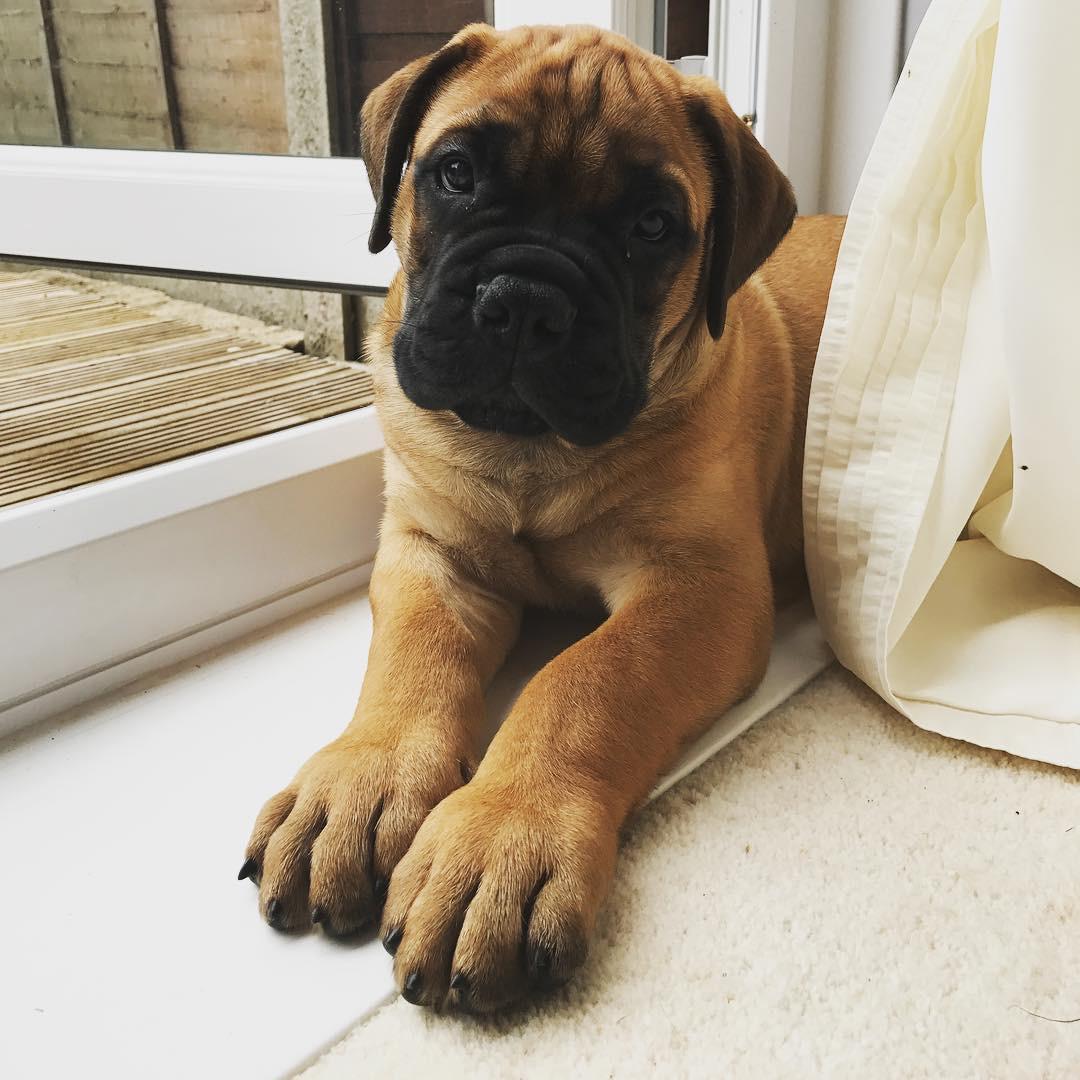 Lisa (cachorro Bullmastiff hembra en venta)