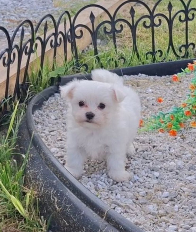 Loli (cachorro Bichon Maltés hembra en venta)