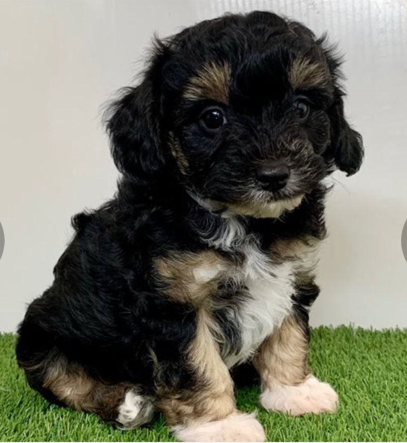 Max (cachorro maltipoo macho en venta)