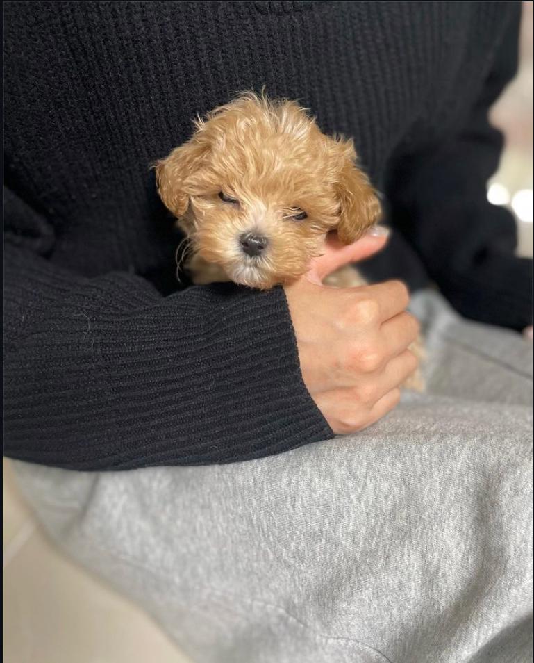 Cómo (Cachorro Maltipoo en venta)