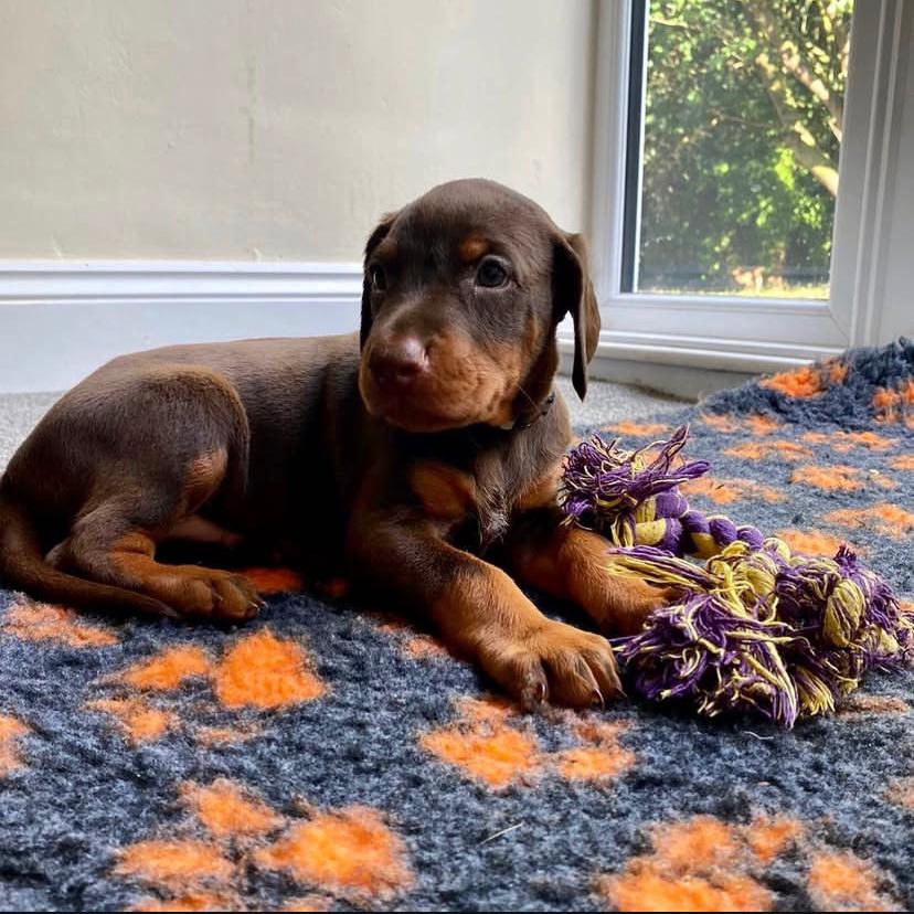 Kecy (cachorro doberman macho en venta)
