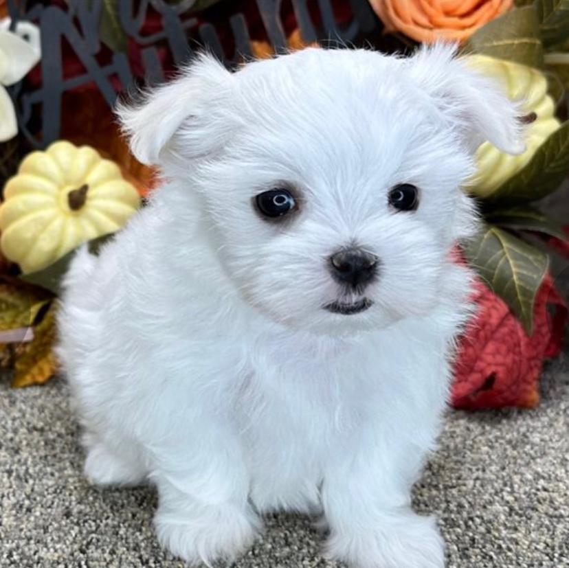 Terry (cachorro Bichon Maltés macho en venta)