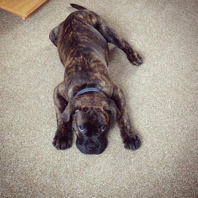 Denis: Cachorro de Bullmastiff en venta