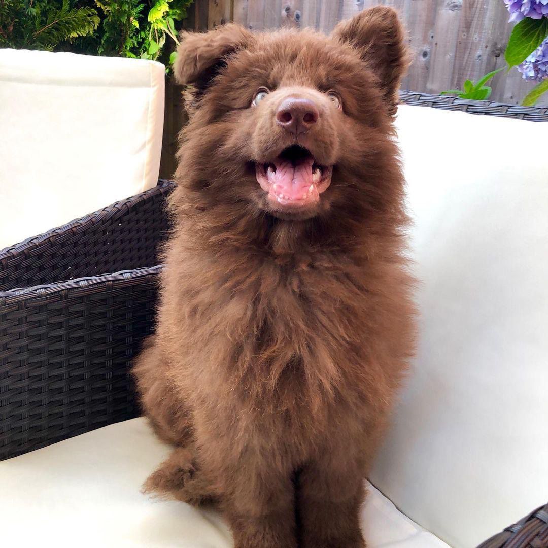 Quinie (cachorro de pastor alemán hembra en venta)