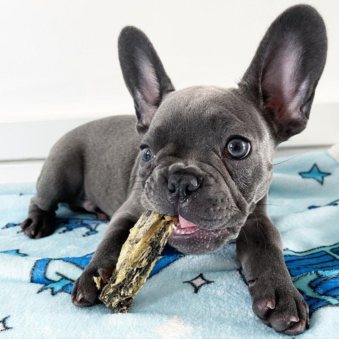 Buddy (Cachorro de bulldog francés macho en venta)