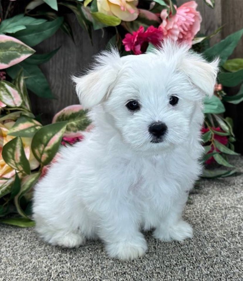 Willy (cachorro Bichon Maltés macho en venta)