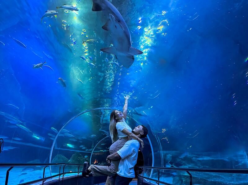 Aquario + Museo Del Mañana + Escadaria Selarón (Privado)