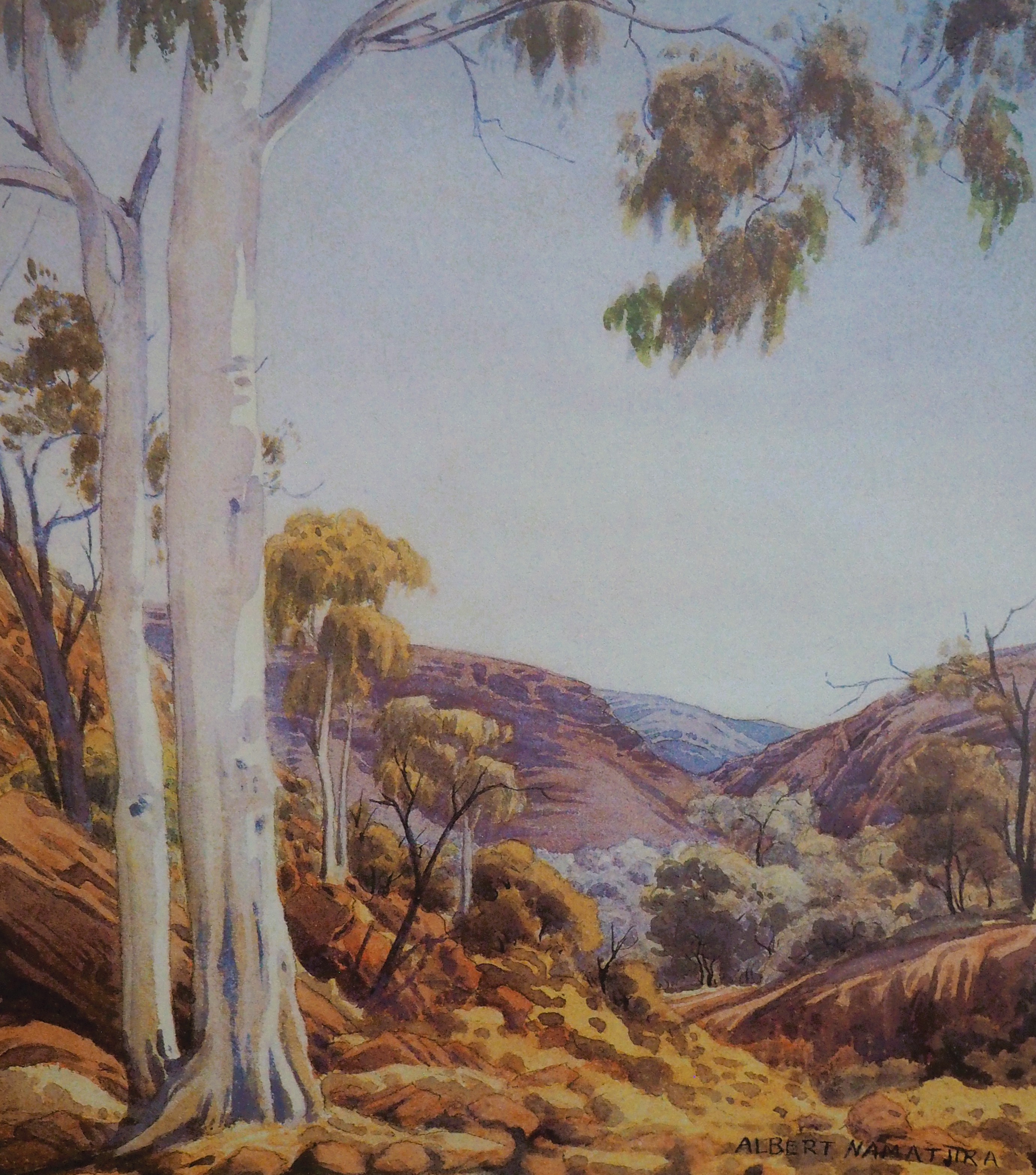 Young Ghost Gum, Macdonnell Ranges, C.A.