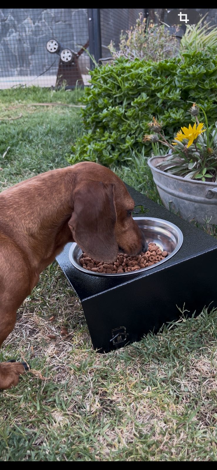 Comedero doble para PERROS