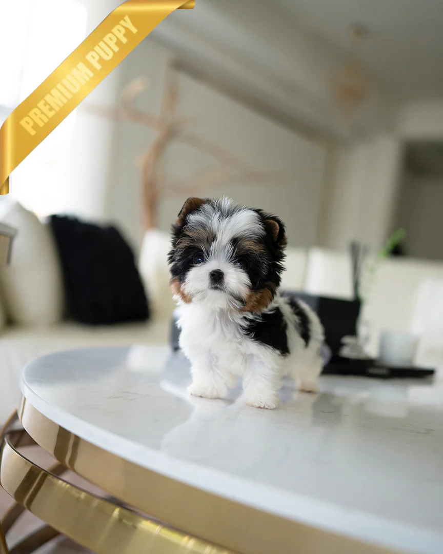 Baxter