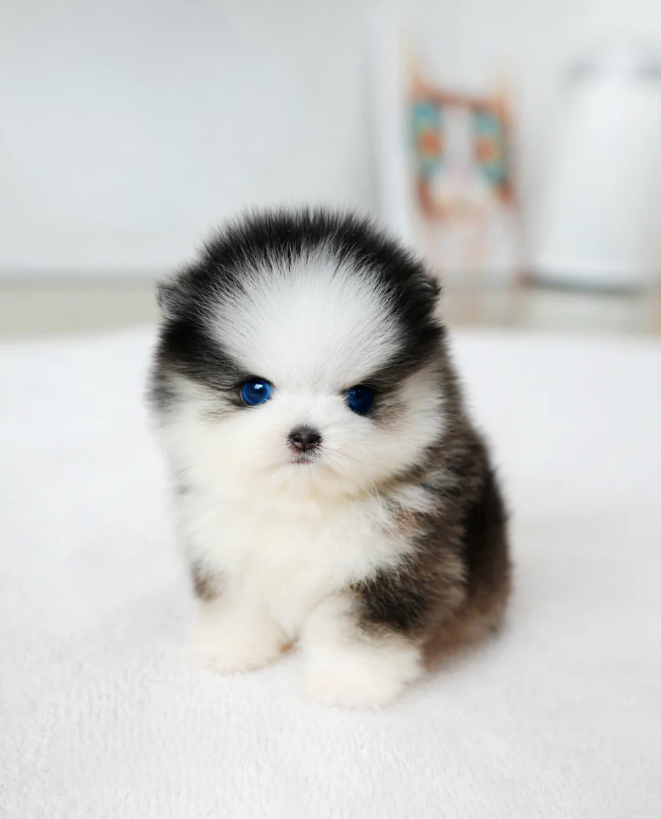 Chopa