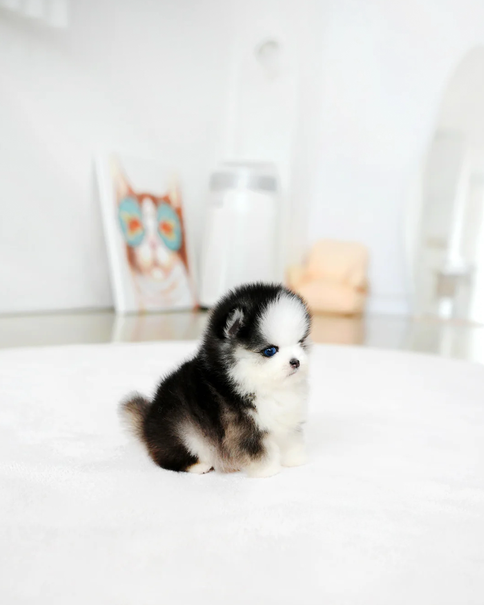 Chopa