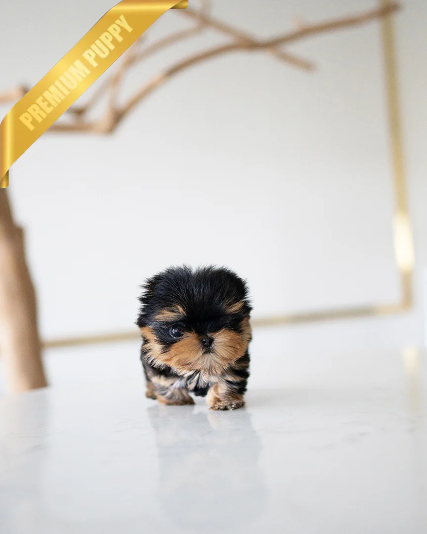 Gizmo