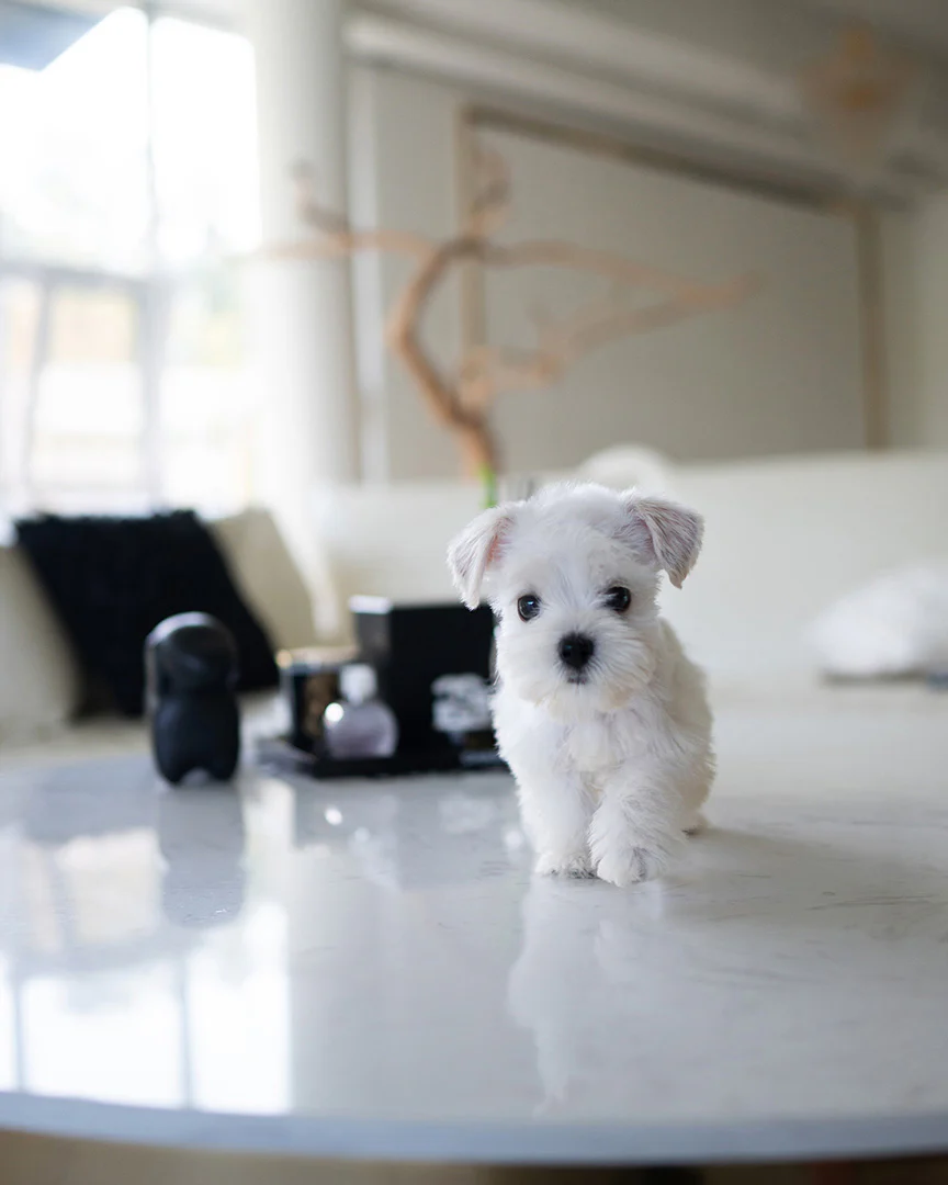 Fido