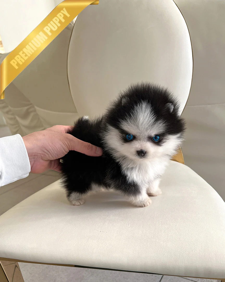 Koda 