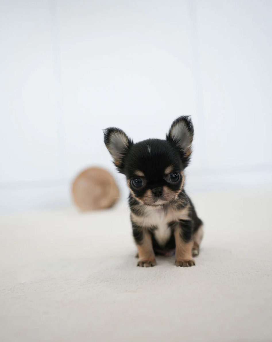 Dewey 
