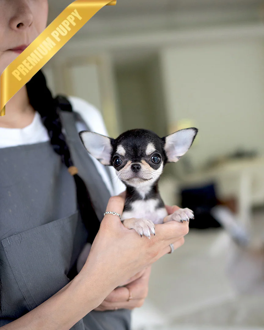 Mimi 
