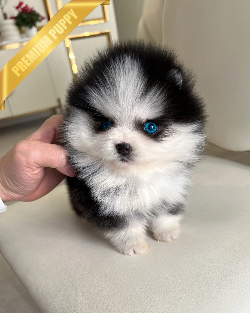Koda 