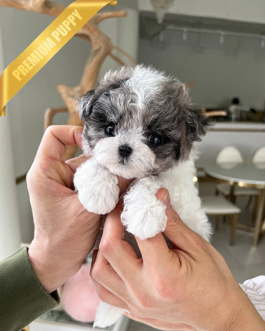 Dottie