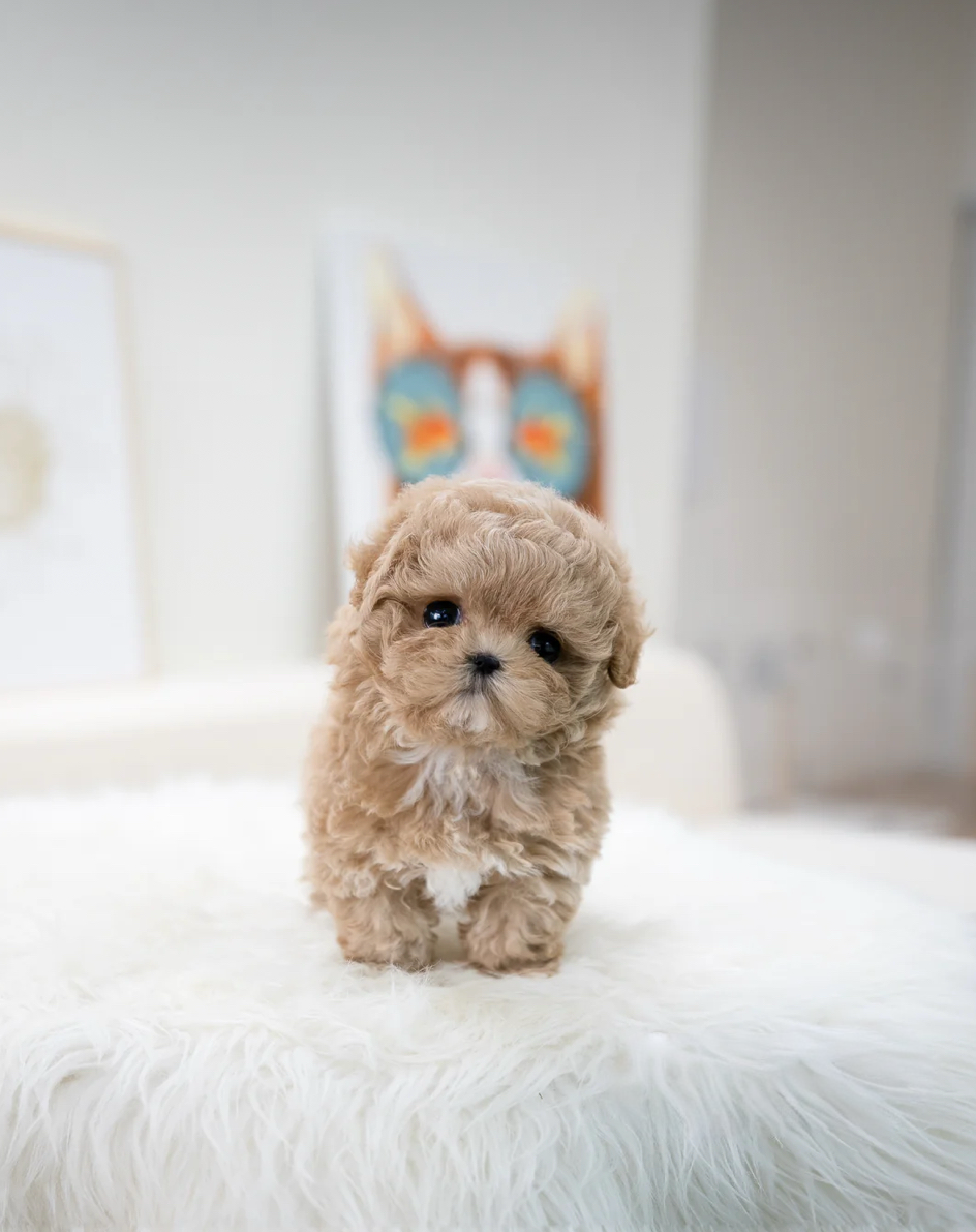Muffin