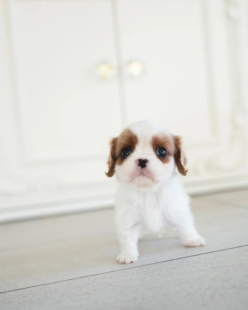 Alfie 