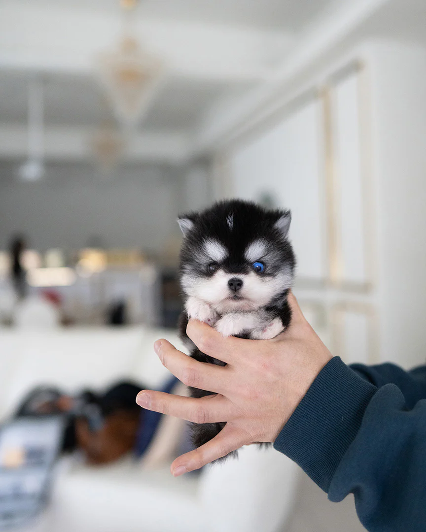 Solo