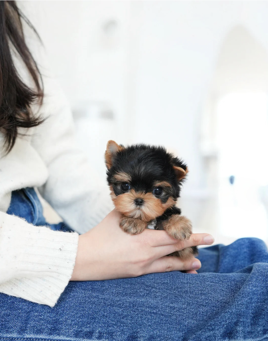 Benji