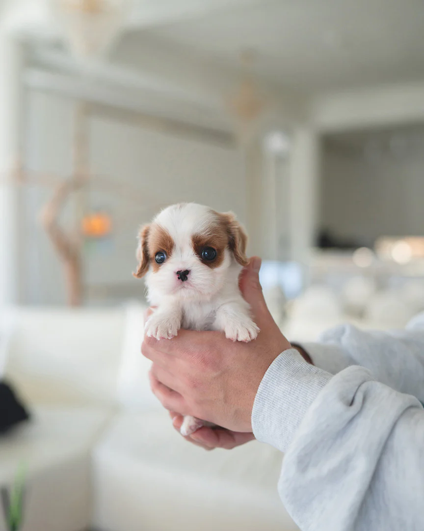 Alfie