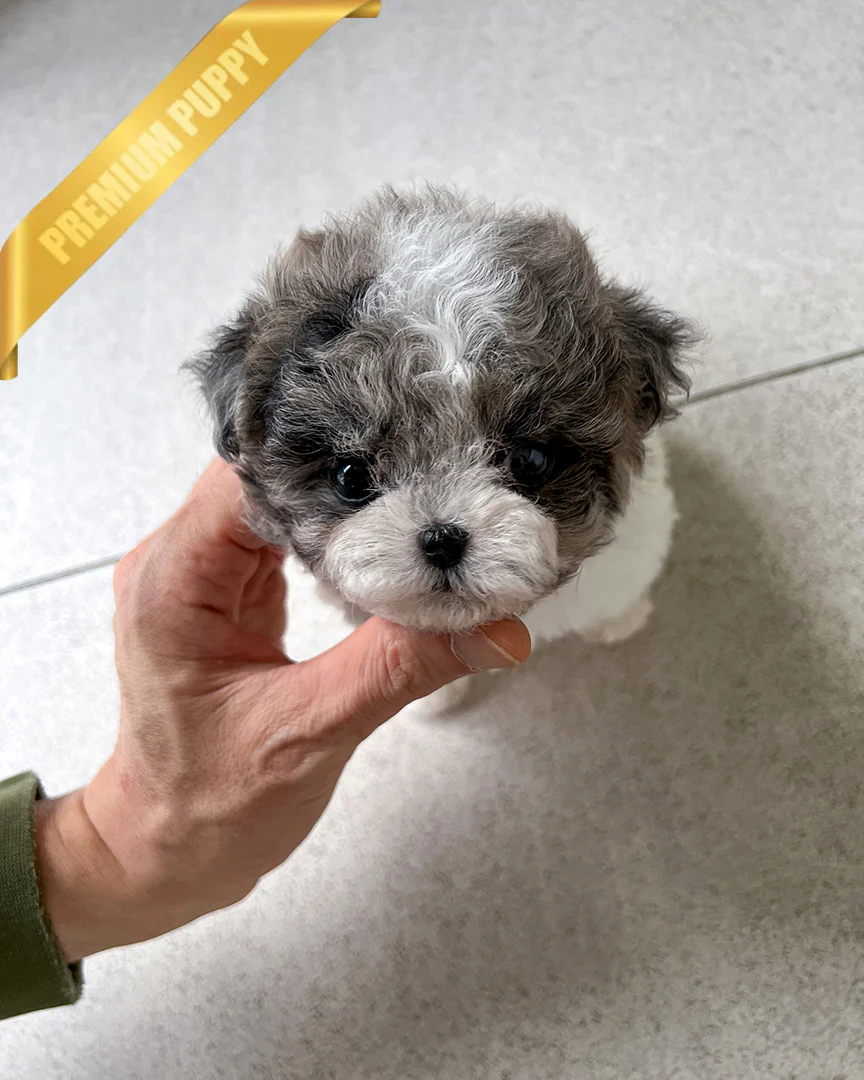 Dottie