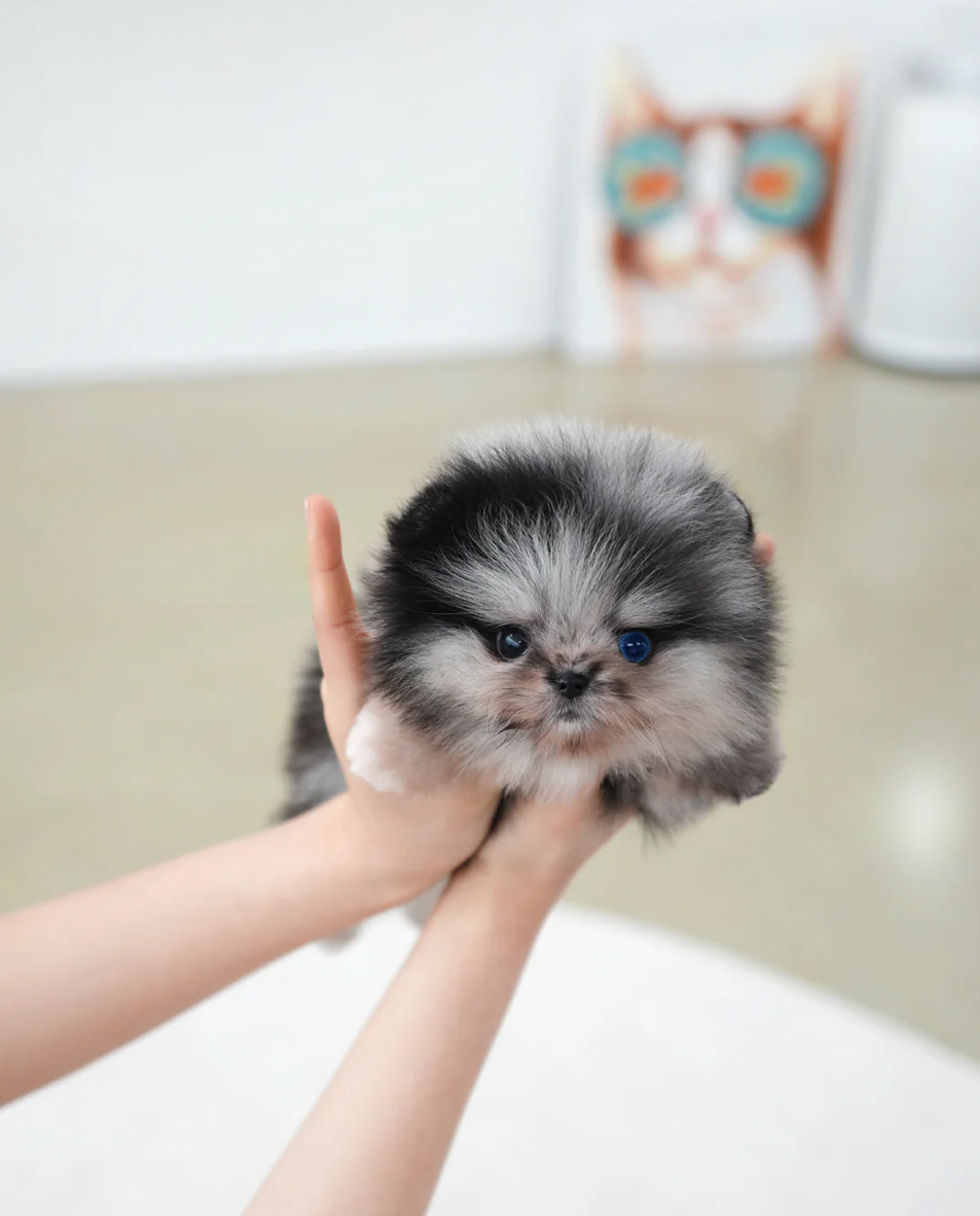 Felix