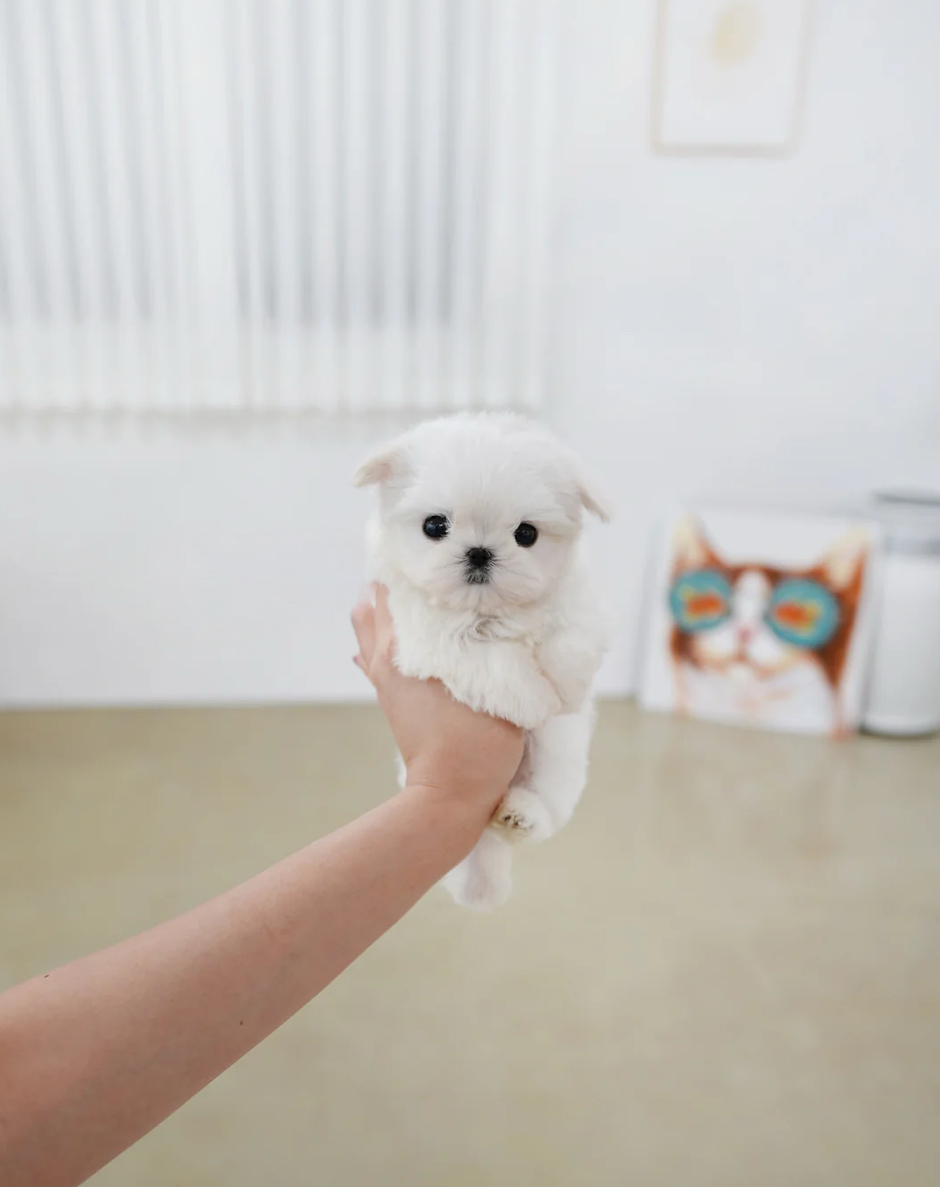 Tayo