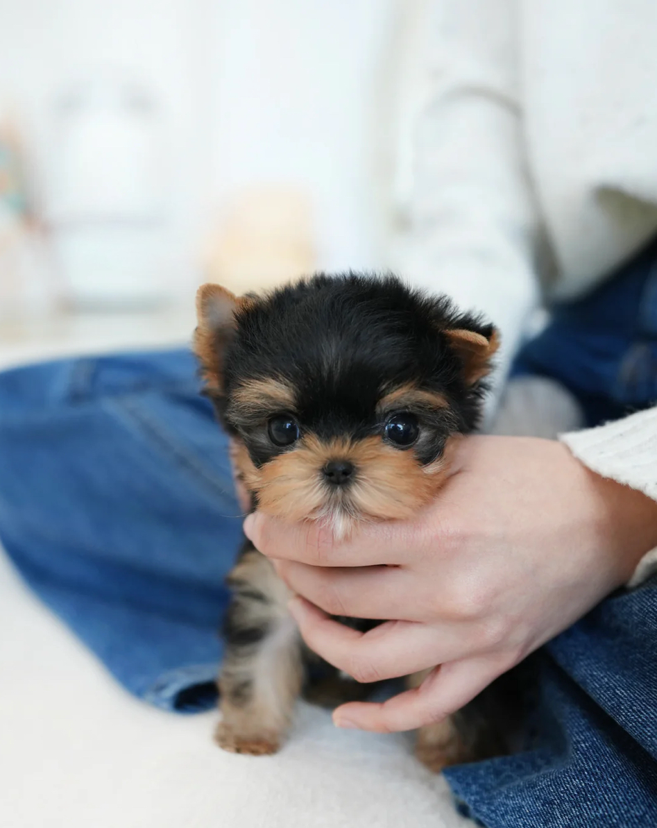 Benji