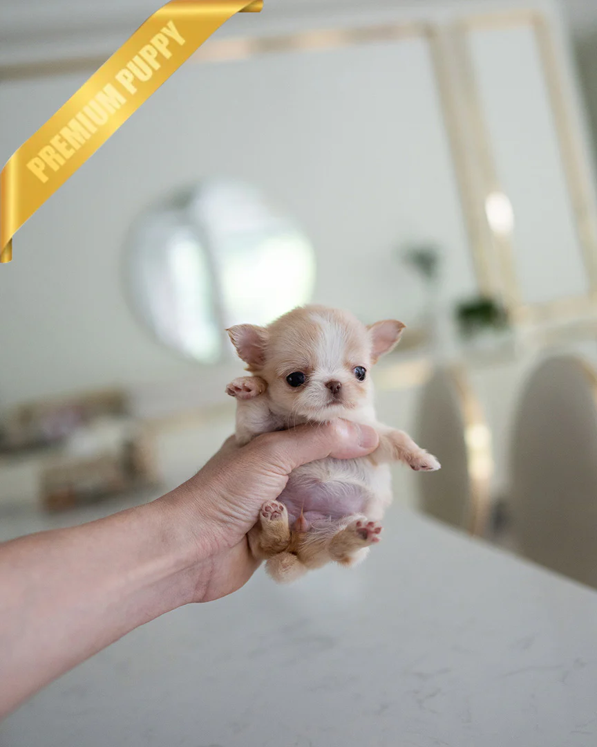 Lola 
