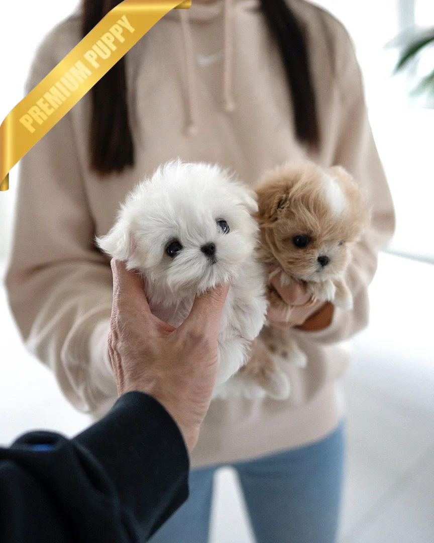 Chloe & Ceasar