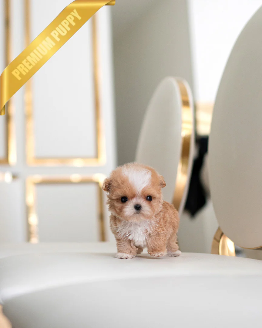 Fido