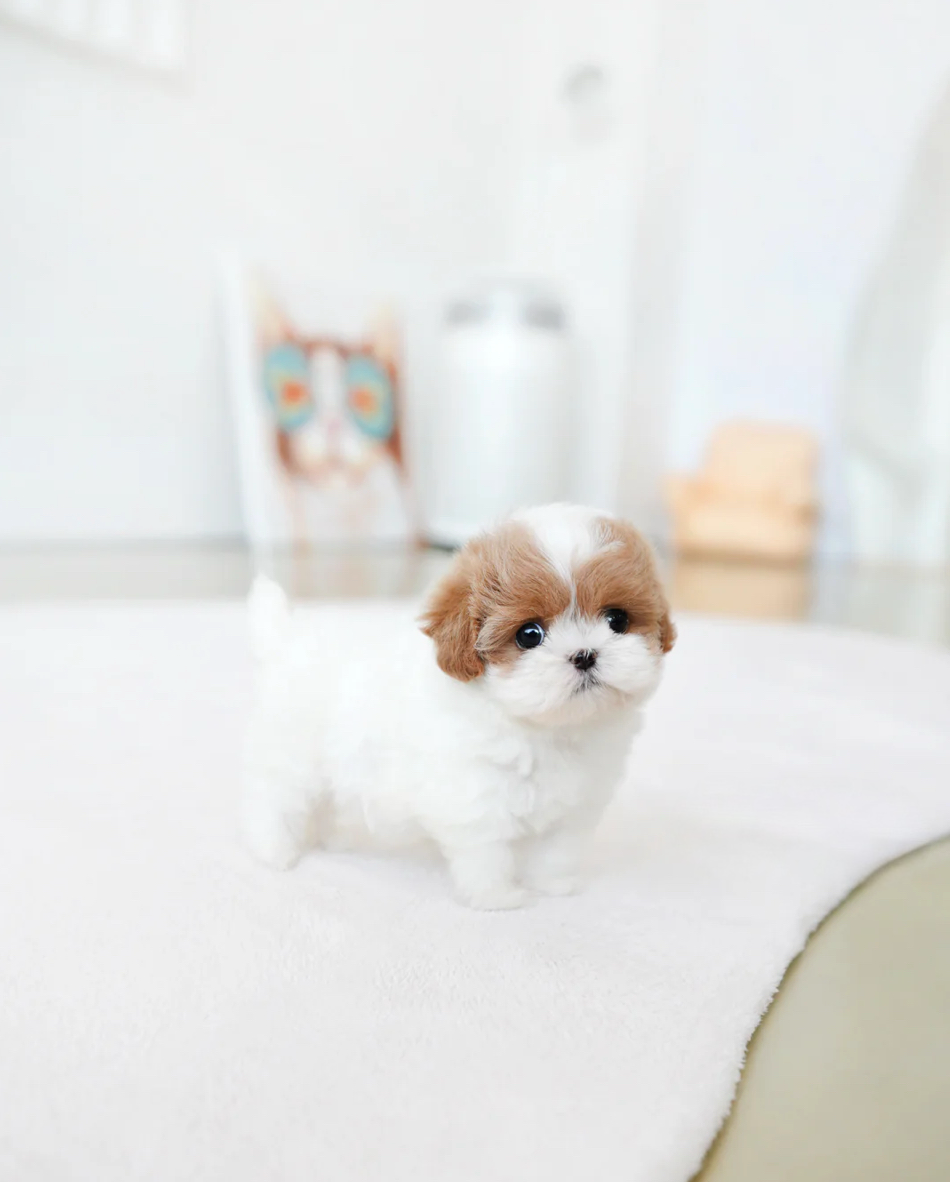 Lucy 
