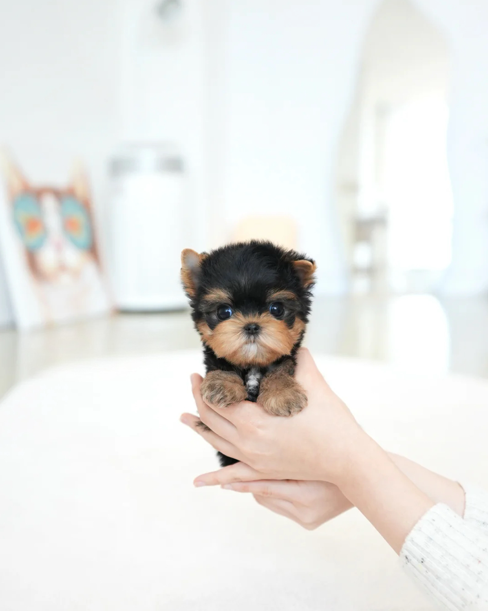 Benji