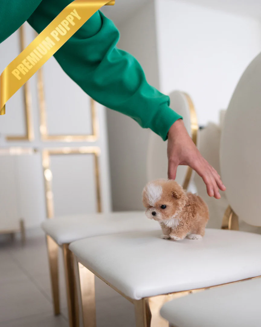 Fido