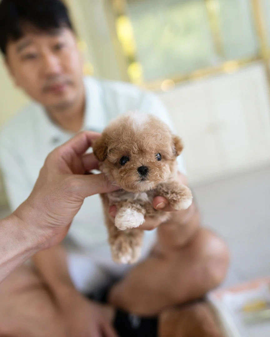 Tobi