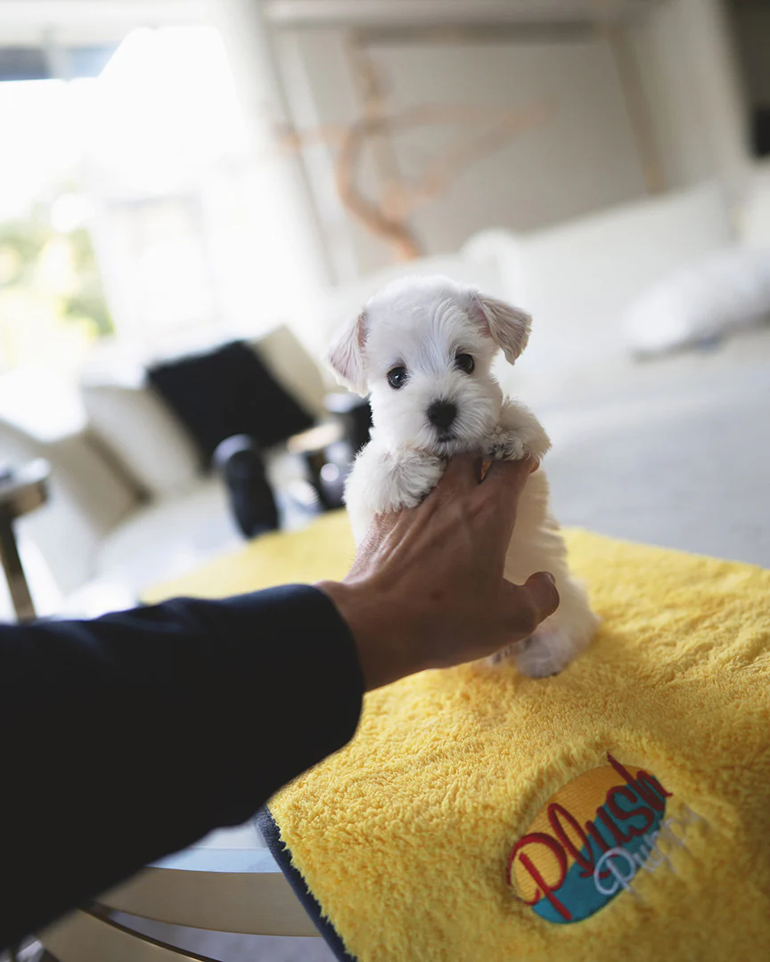 Fido