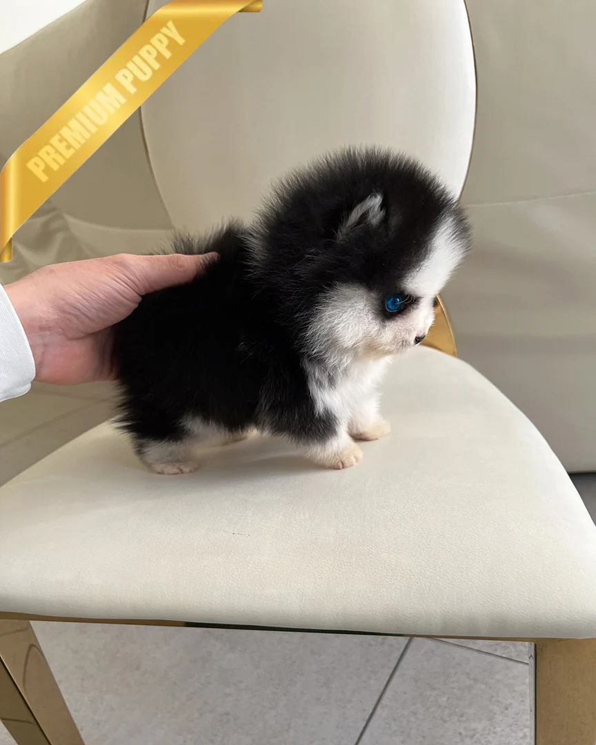 Koda 